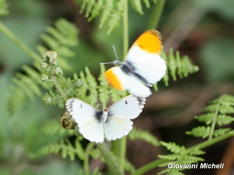 Anthocharis cardamines Pieridae